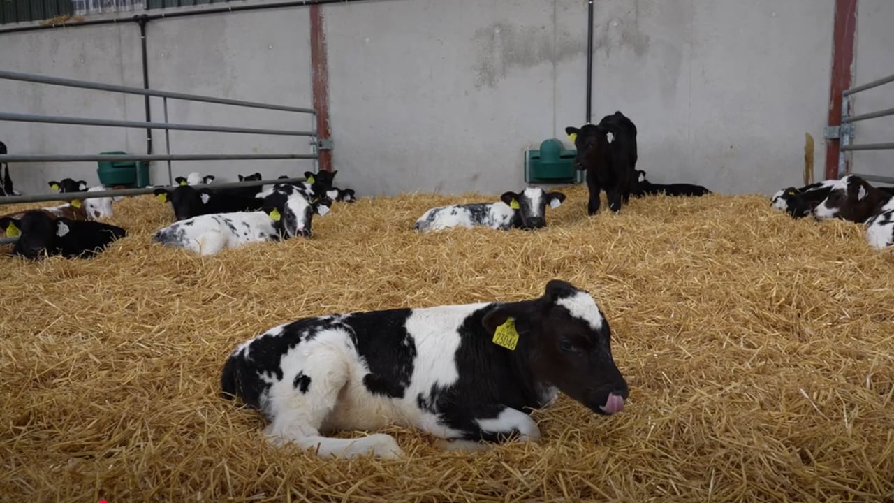 Source: Munster Bovine