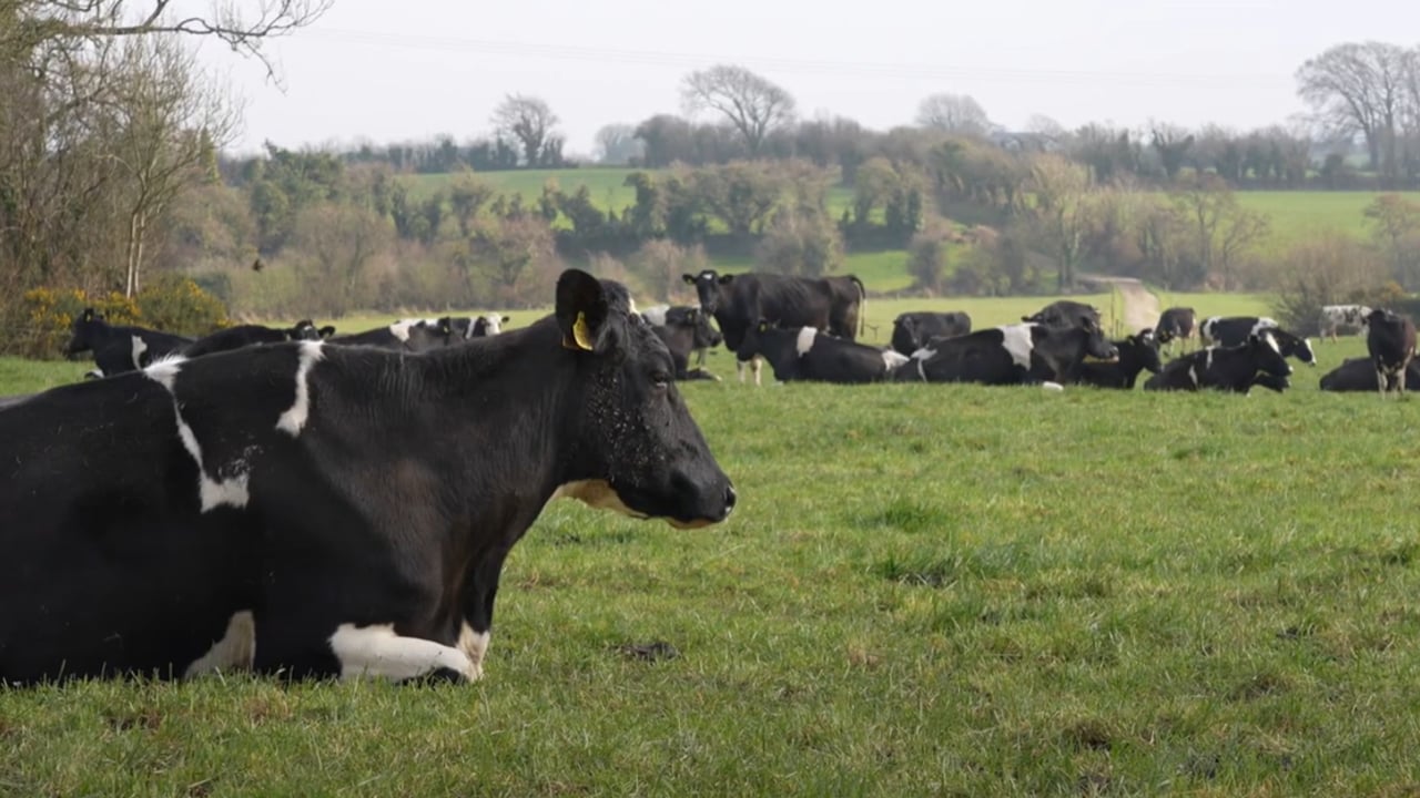 Maximising beef value from the dairy herd