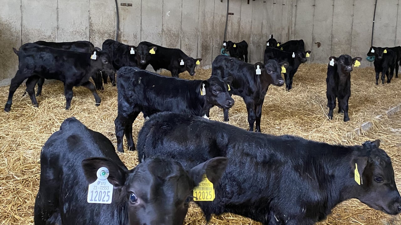 ABP Monitor Farms: Why this farmer is adding rolled oats to calf ration