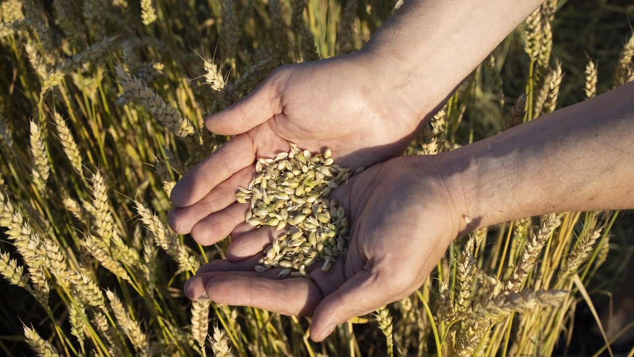 Tillage: The benefits of grain analysis at harvest