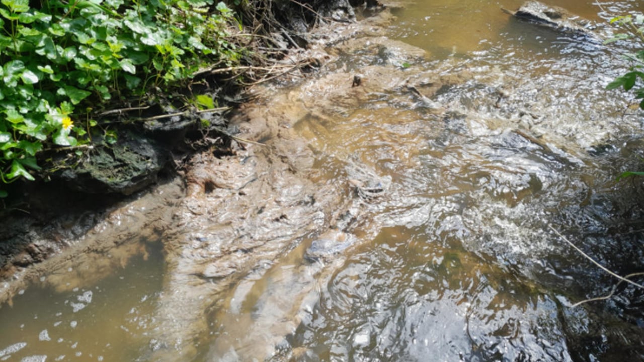 Sewage fungus at the Pound River. Image: Inland Fisheries Ireland
