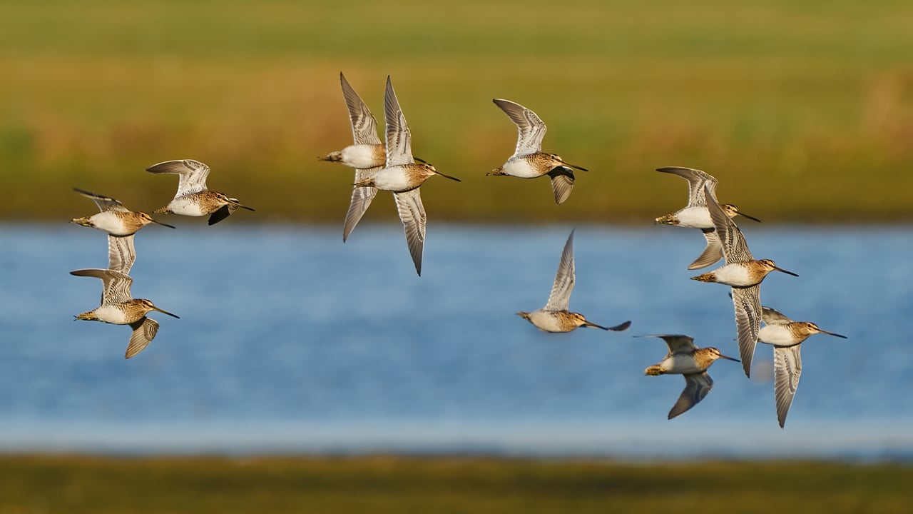 PSNI urges public not to disturb breeding waders