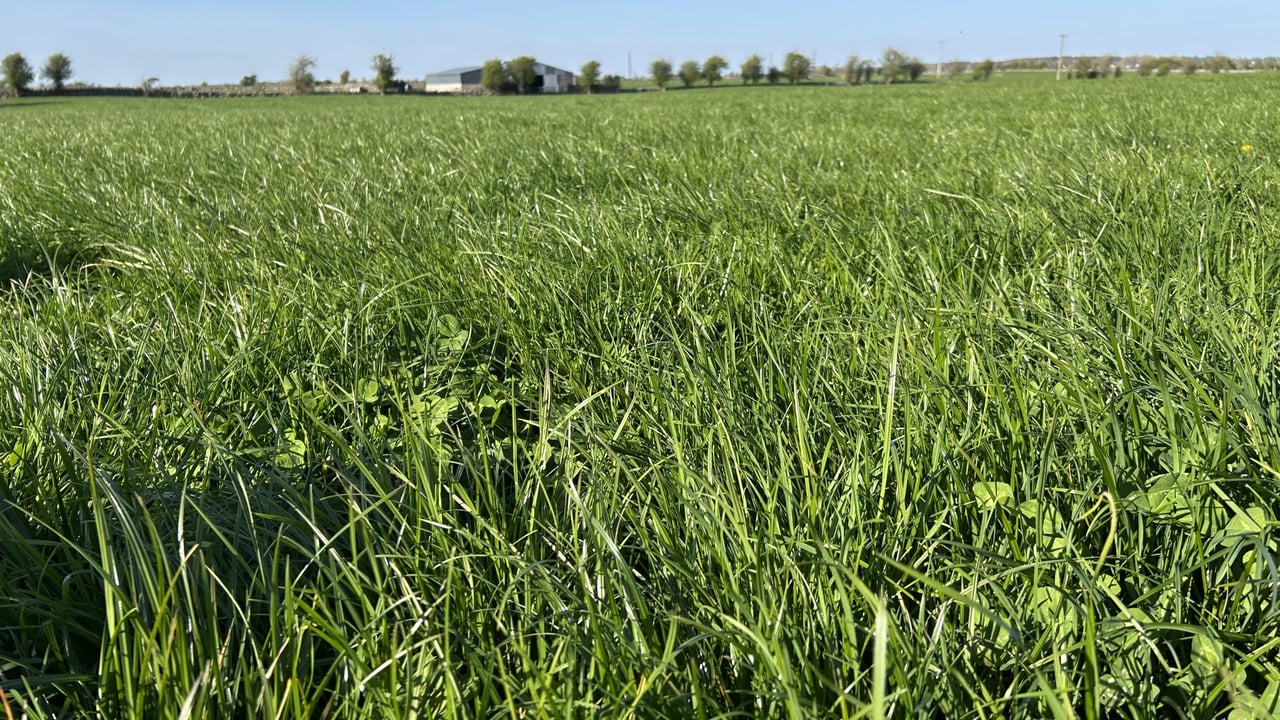 Grass-clover: Key to growing 15t DM/ha and reducing nitrogen