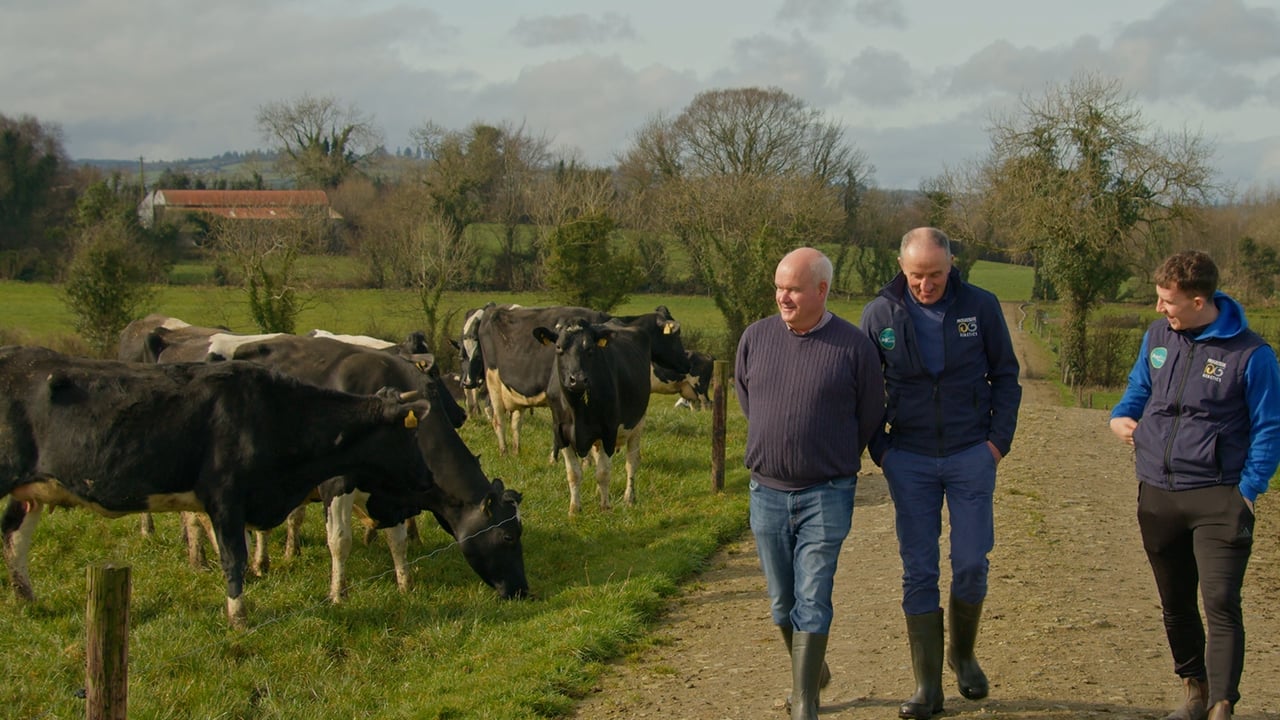 Cows producing 500kg of solids &amp; quality beef calves in Donegal