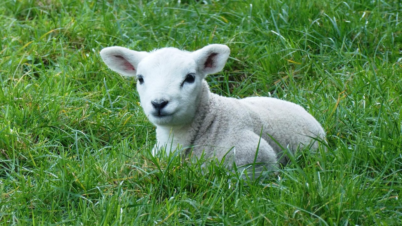 DAFM has warned that nematodirus worms may cause severe diarrhoea in young lambs 