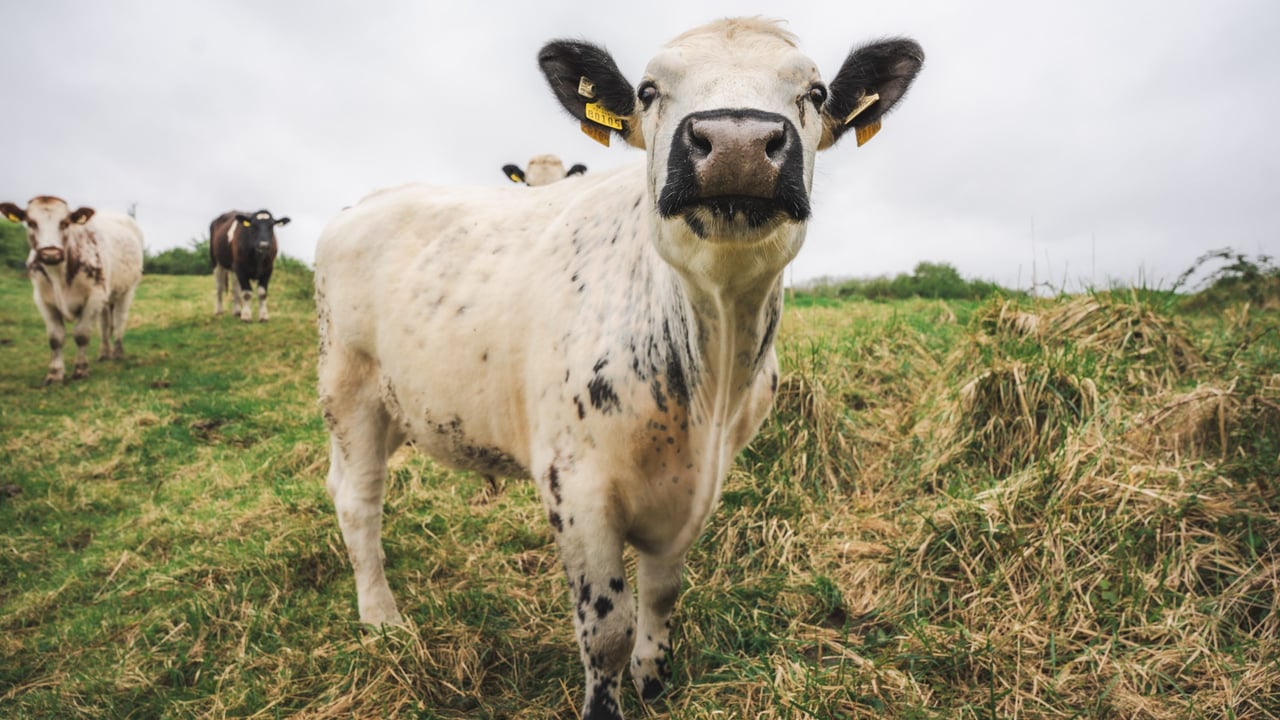 Droimeann cattle graze on Thady's Hill as part of the Shannon Airport Group's Biodiversity Enhancement Project. Source: Stephen O'Malley