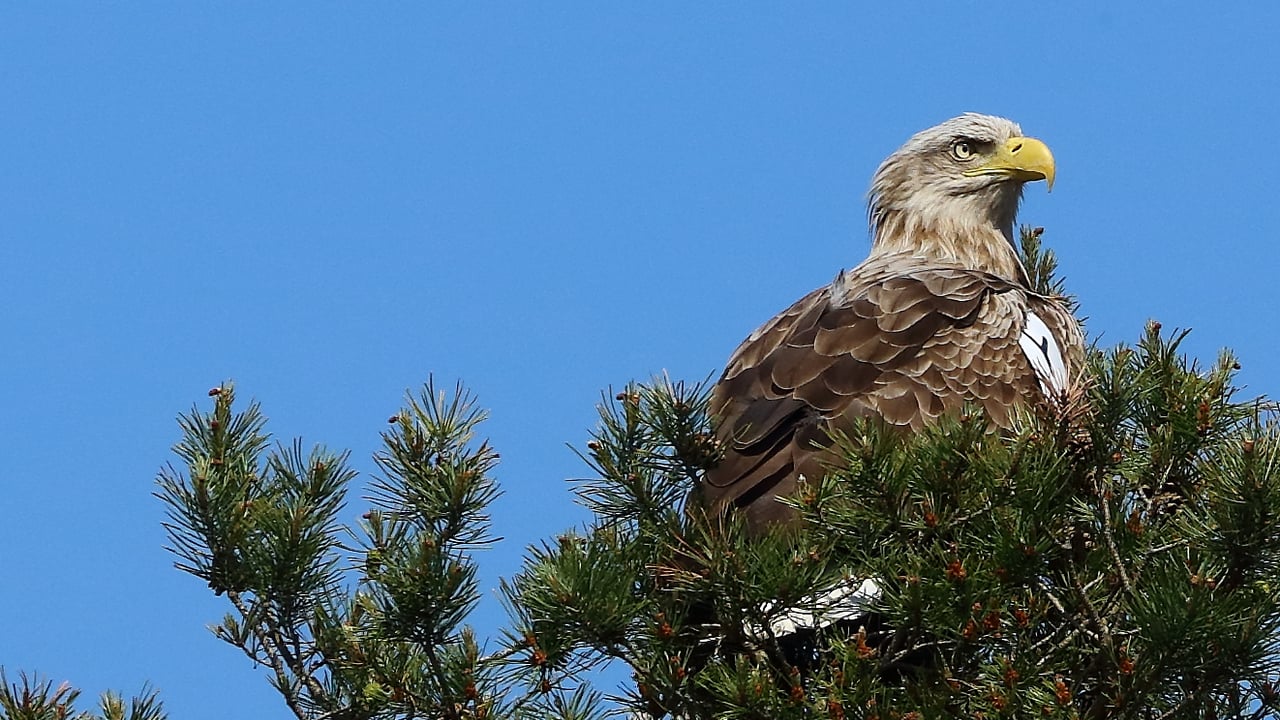 White-tailed eagle Caimin. Image source: Bob Foyle 