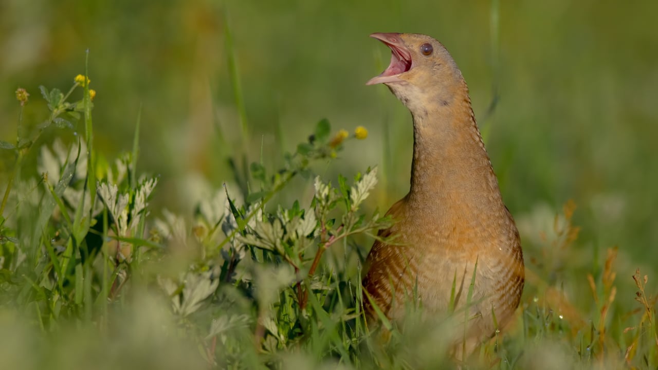 Source: NPWS