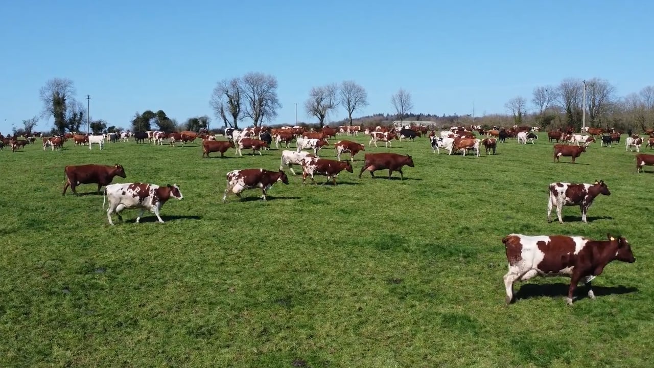 The Dunnes' Norwegian Red herd. Source: Dovea Genetics
