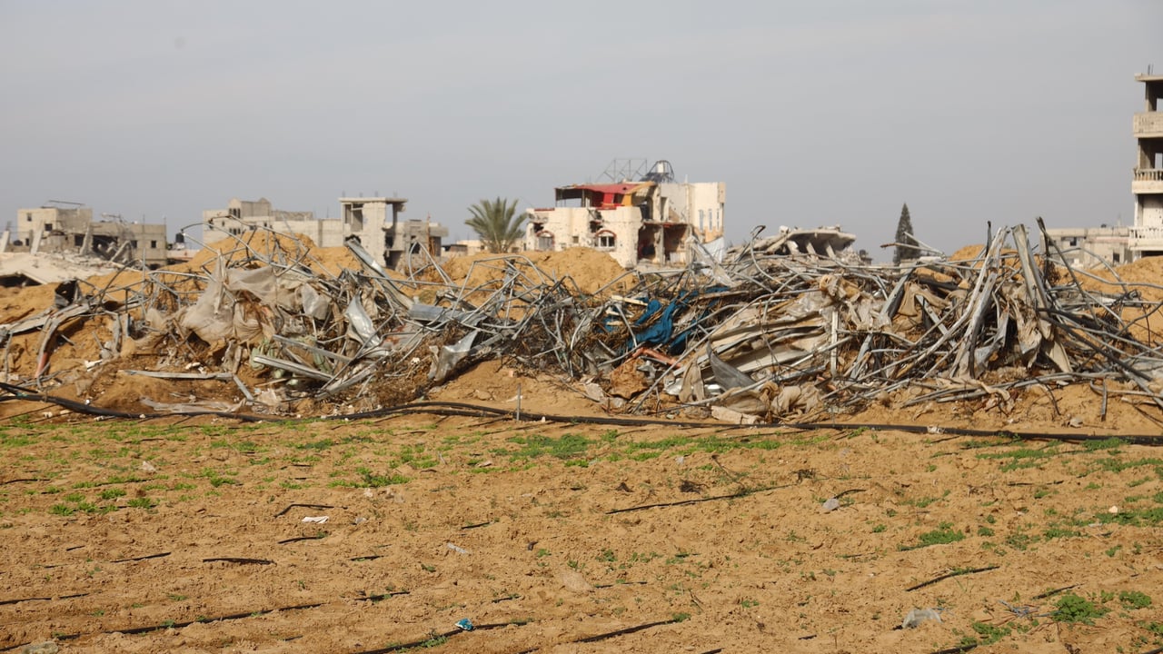FAO: Less than 5% of cropland in Gaza available for cultivation