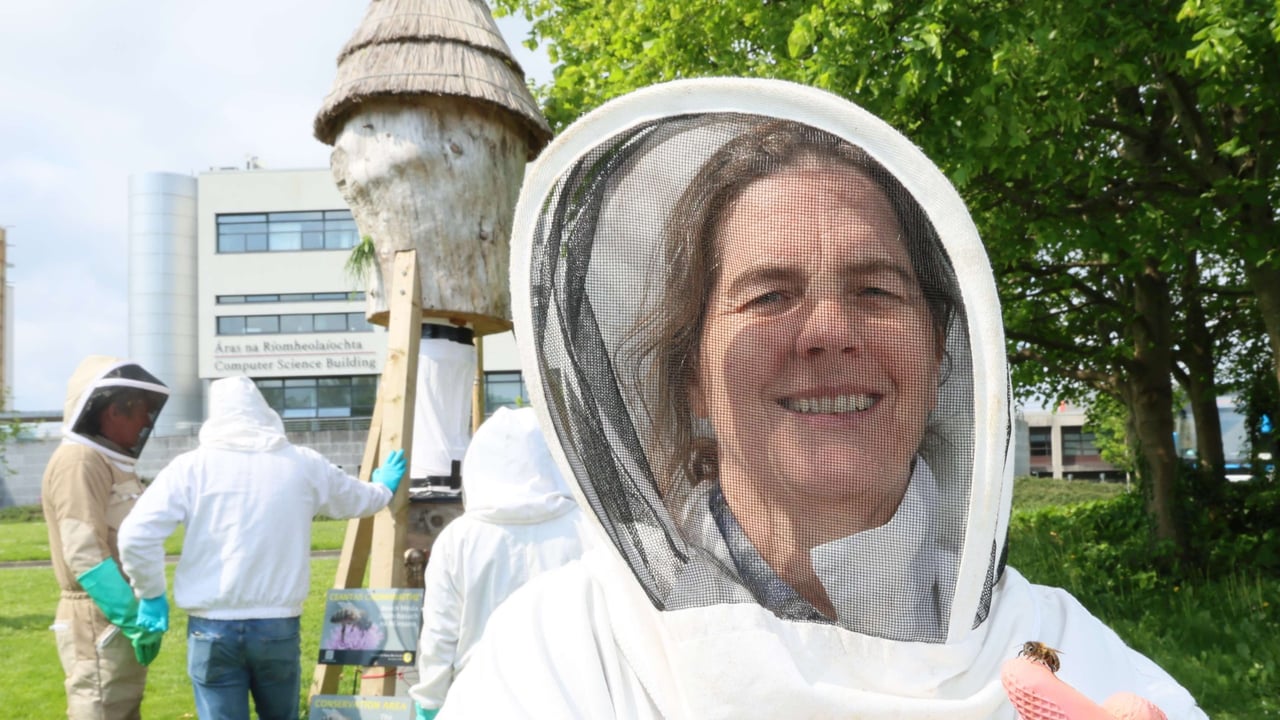 Prof. Grace McCormack holds a wild native Irish honey bee at a log hive on University of Galway's campus