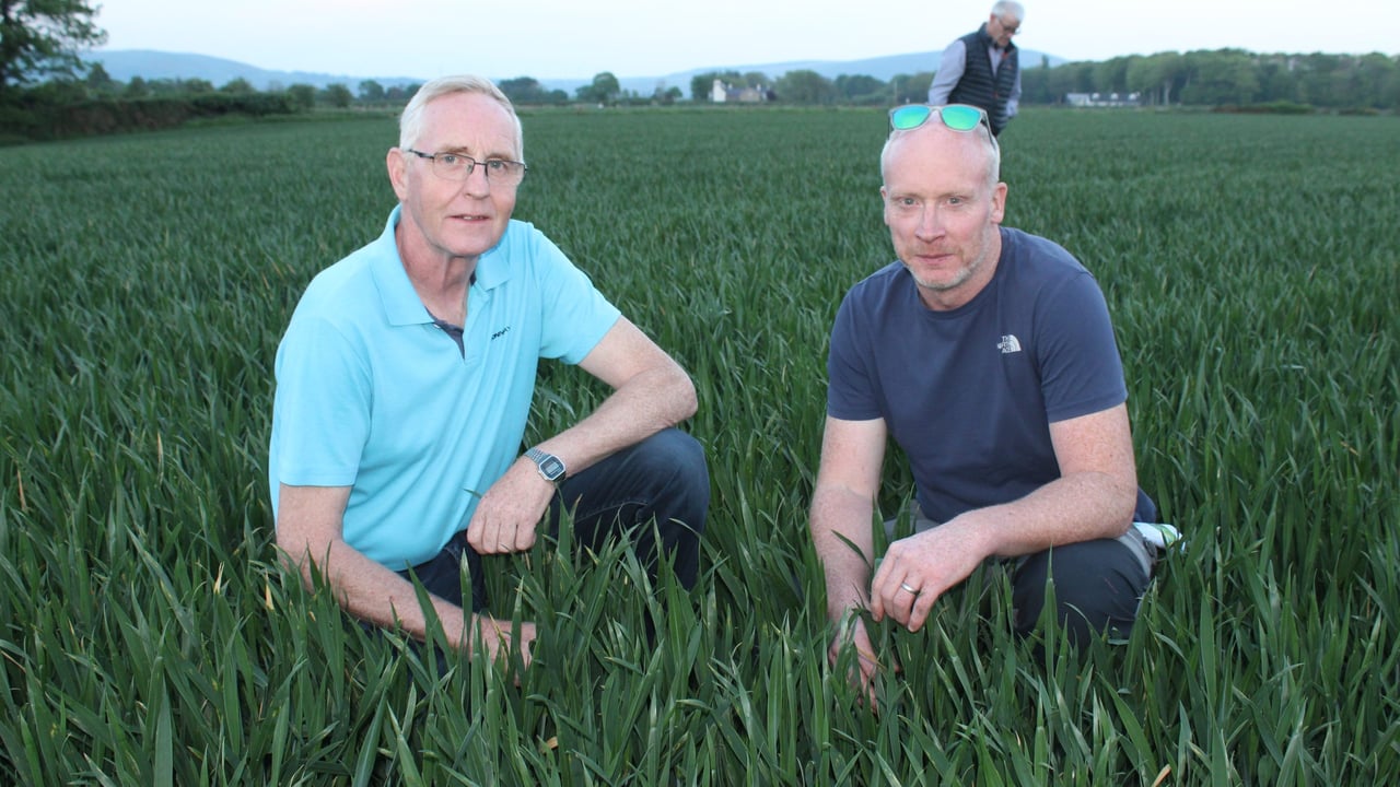 Inspecting a field of winter wheat on the Limavady farm of Andrew Blair (l-r);  Morris Peden, Dervock and James Wray, Myroe, Limavady