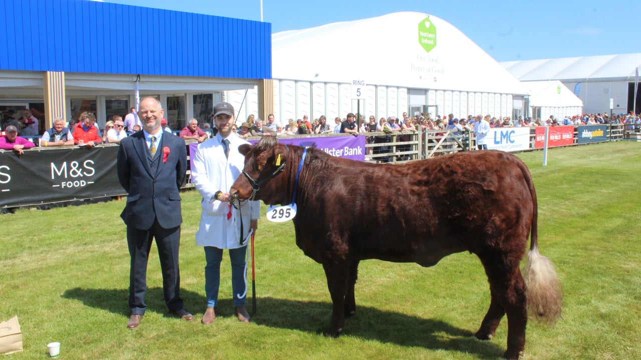Judge, Sam Pye and exhibitor, Ryan Elliott, with the Salers' female champion at Balmoral Show 2025