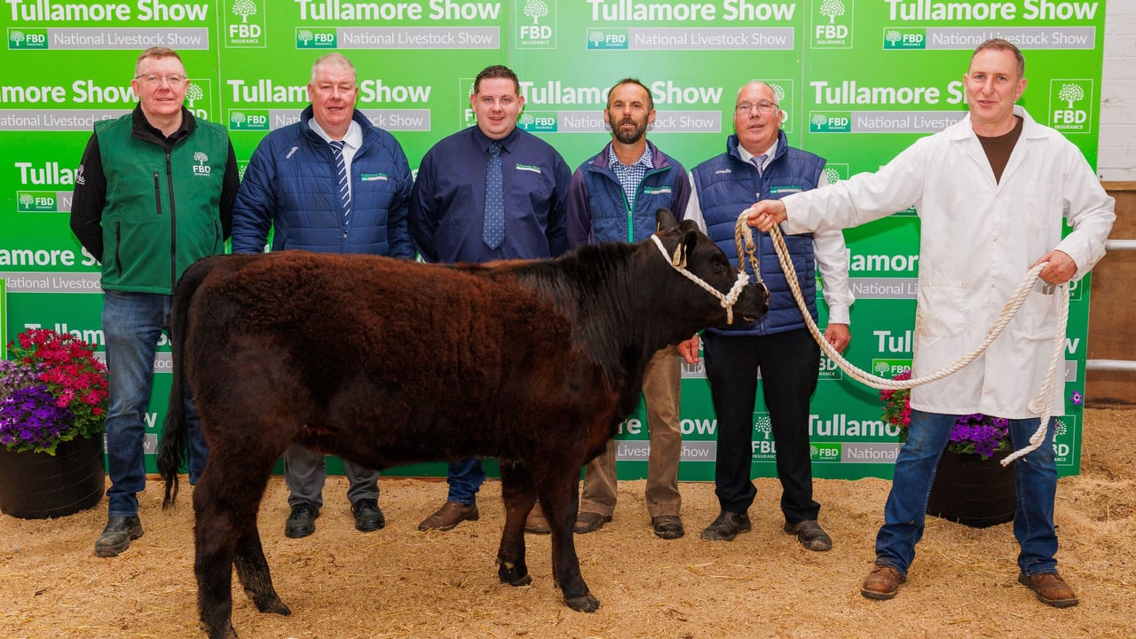 Young handlers' event marks launch of 2025 Tullamore Show