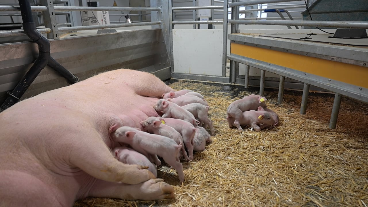 The modules can be used for most stages of pig production, cleaning the pens automatically via a timer