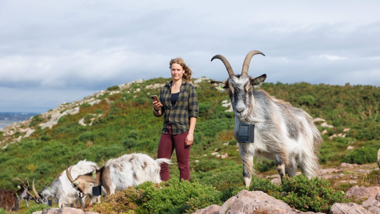 Goat herder Melissa Jeuken with her herd of Old Irish Goats on the Howth Peninsula, Co Dublin. Source: Nofence