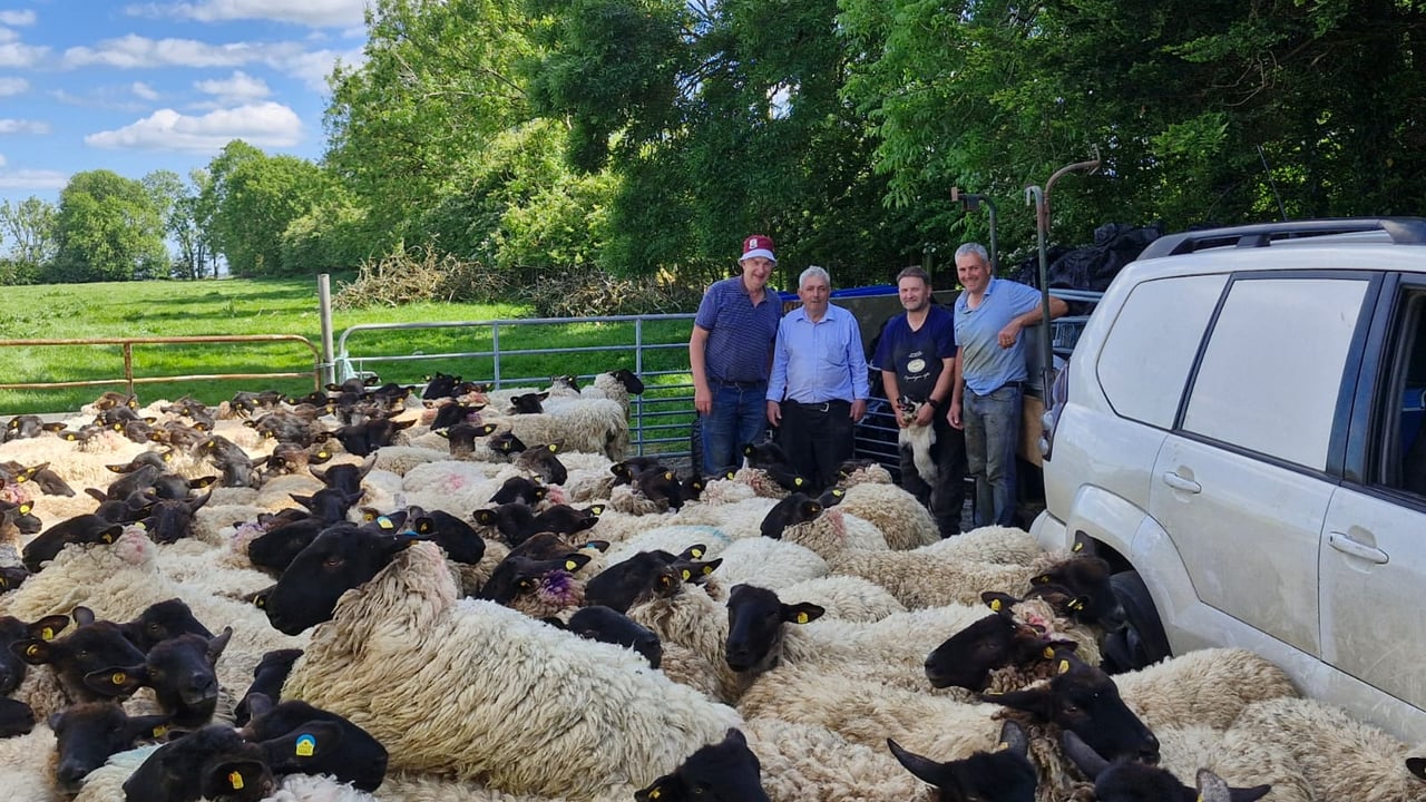 European and Connaught Sheep Shearing Championships 2025 (l-r): Gerry Burke, Pat Collins, Paddy Kelly, Declan Cunniffe. 