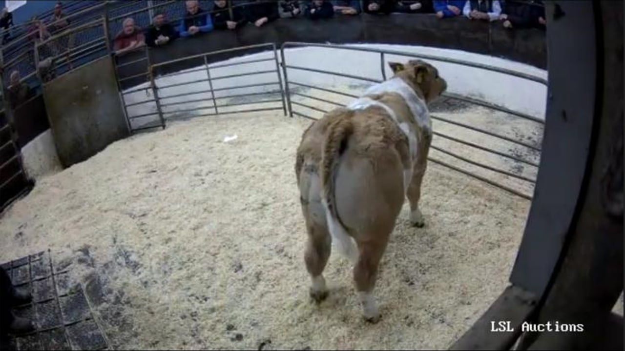 This Limousin-cross bull calf sold for €1,500 Source: LSL Auctions