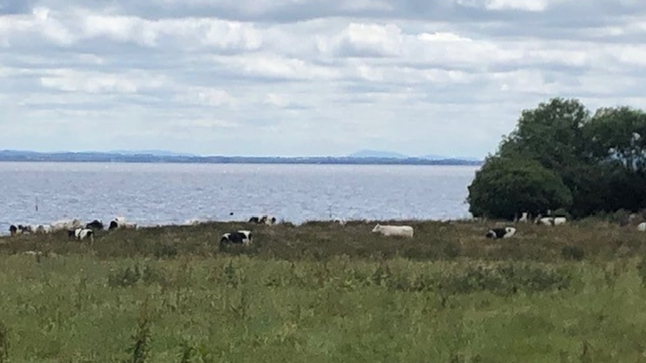 Cows grazing near shore line of Lough Neagh