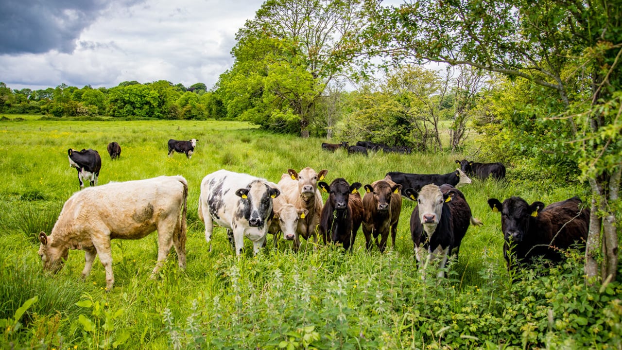 Bought-in older livestock are particularly susceptible to redwater when on under-grazed, rough pastures