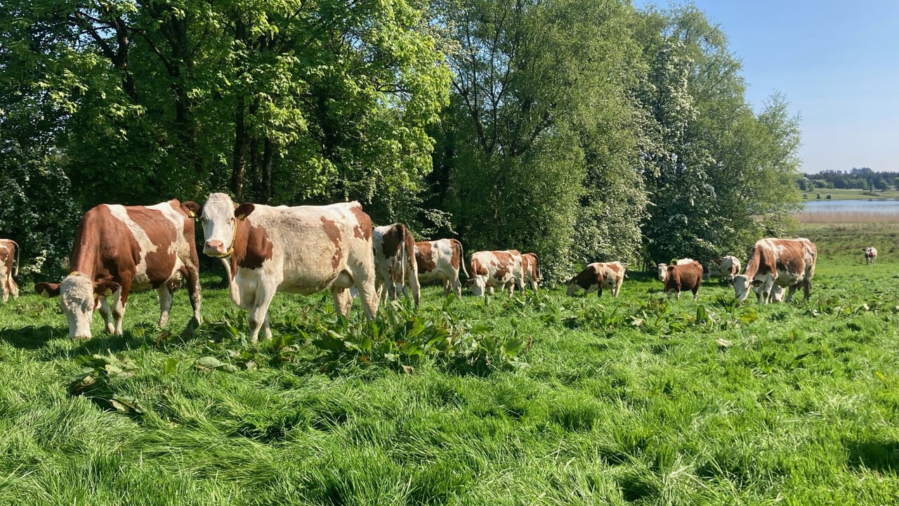 Split calving Montbeliarde herd milking strong with quality calves