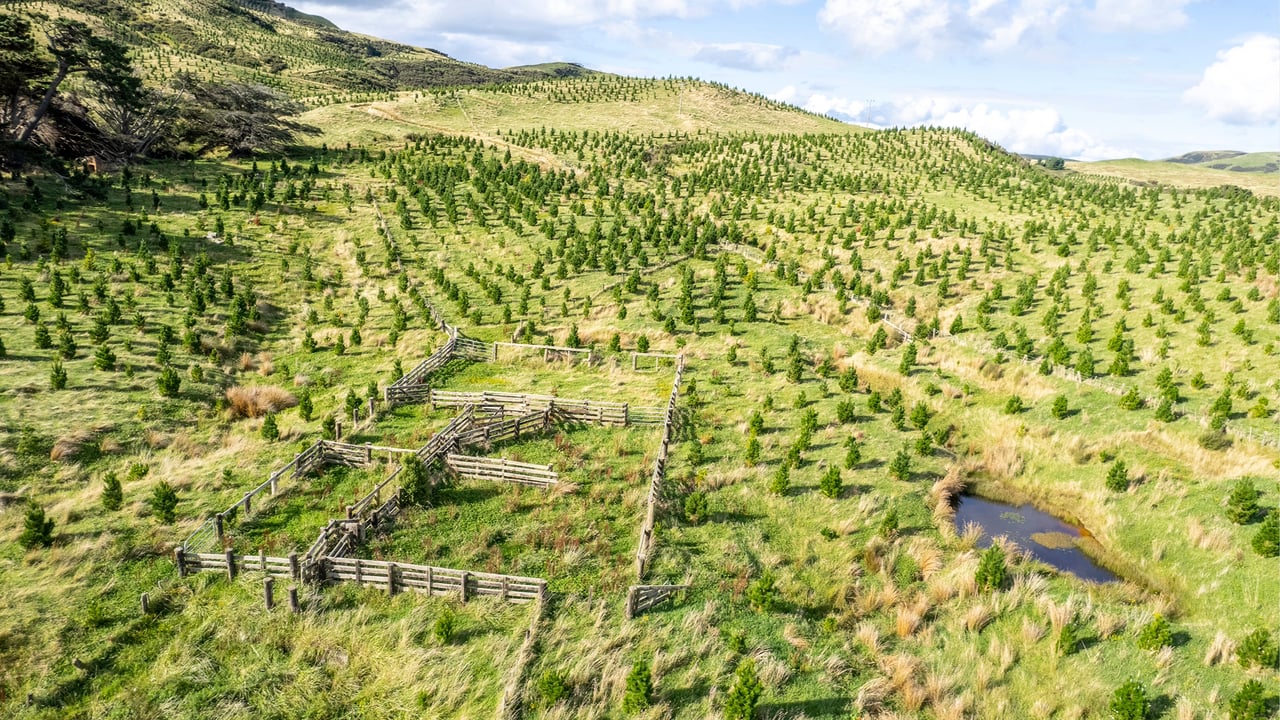 Another 40,000ha of NZ sheep and beef farms sold for forestry - report