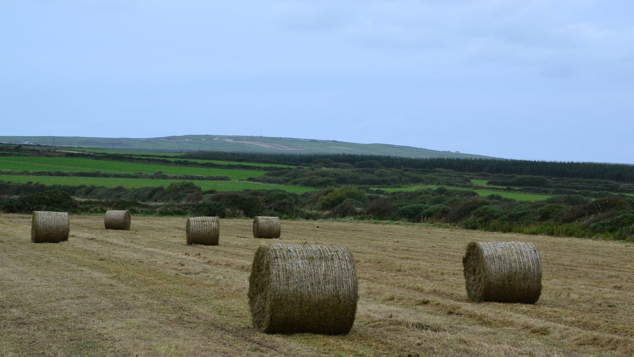 Round bales with EZ Web baling material. Source: Tama