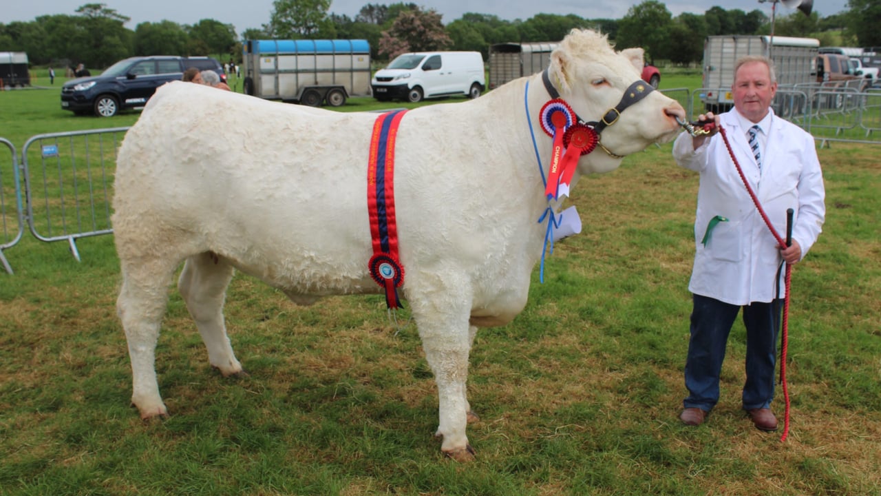 The Charolais Champion at Ballymena Show 2025