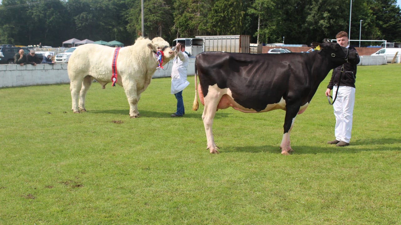 The dairy and beef inter-breed champions lined up for the last class of the day at Ballymoney Show 2025