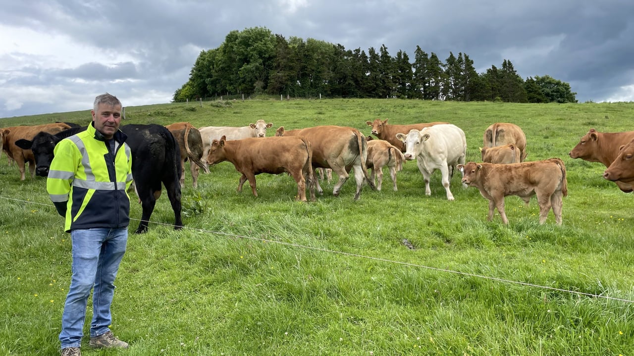 Beef focus: Suckler, dairy-beef and 'new-entrant' finisher in Cavan