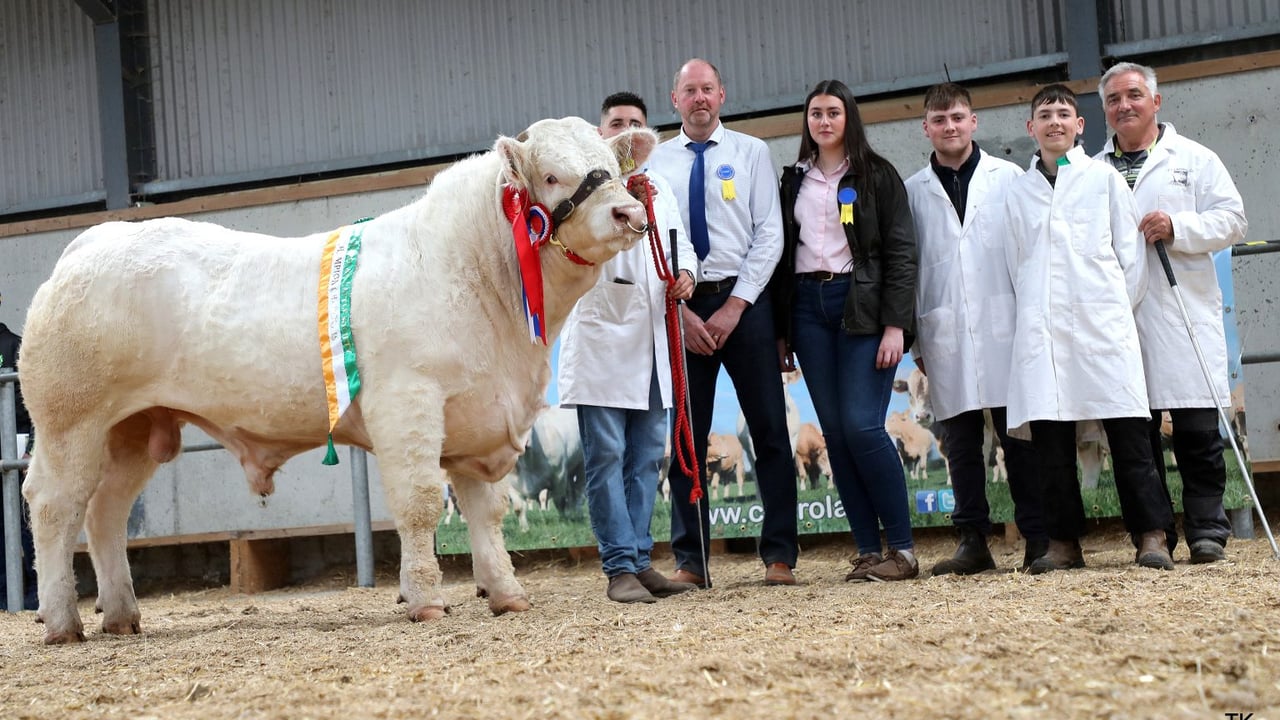 Senior Champion Kiltananlae Val 6301 (et) sold for €6,800. Source: Tricia Kennedy