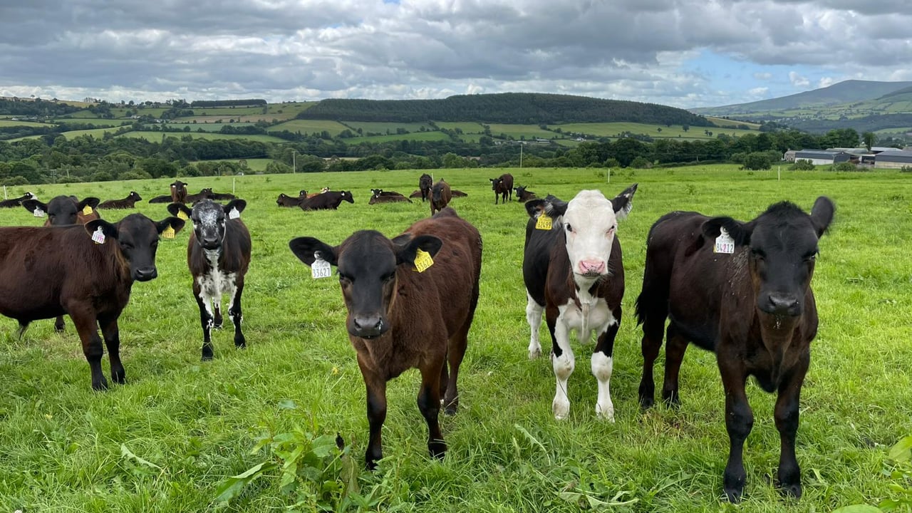 ABP Demo Farm: Key stats from calf-rearing 2025