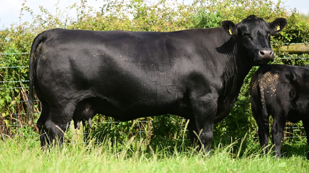 Topping the Island Farm Dispersal at 11,000 was Blelack Princess Chartreuse T848. Source: Agriimages
