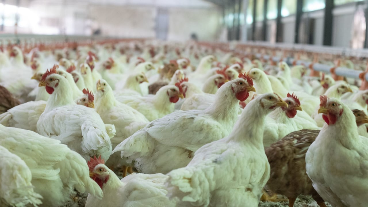 'Dismay' as broiler poultry farmers cut from VAT flat-rate scheme