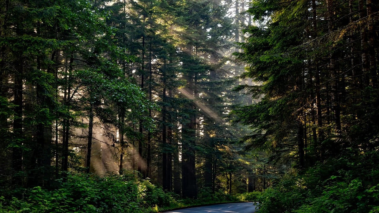 New Zealand needs to examine its current approach to forestry - commissioner