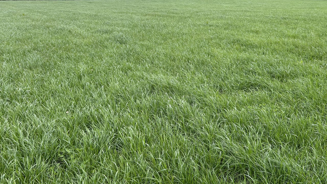 Autumn grazing: Rotation length is key amidst strong growth