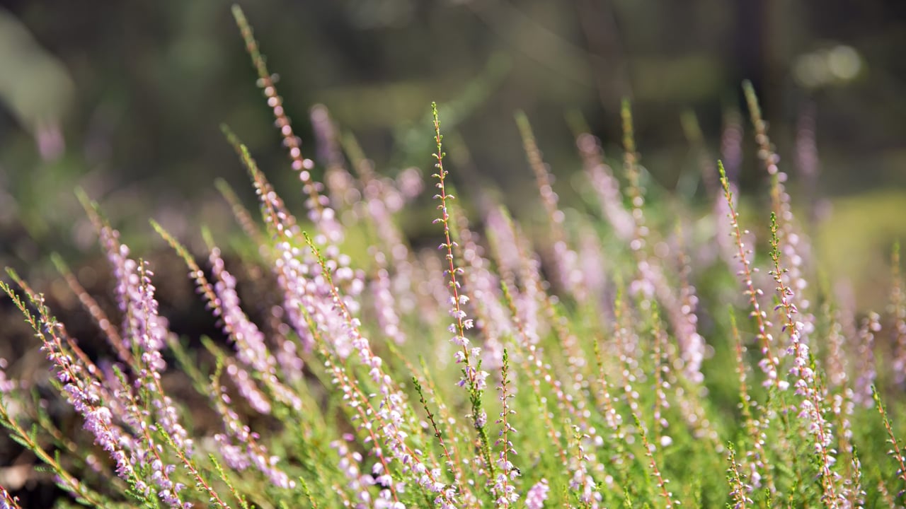 Could a new national park be developed at the Blackstairs Mountains? 