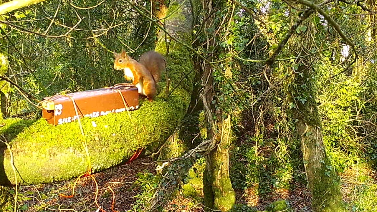 A red squirrel feeding at Derryclare Woods, Connemara, Co Galway.
(Source: Dr. Emily Reilly, University of Galway)