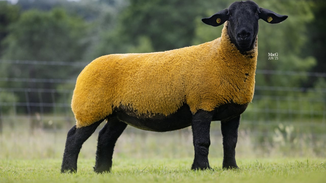 Lot 14 in the limited edition sale, from the Milldam flock 