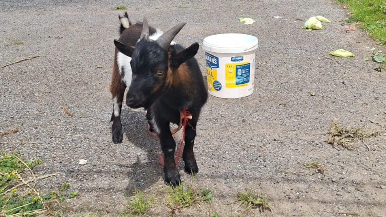 Pygmy goat at local tennis court in Laneborough, Co. Longford. Source: Joe O'Brien