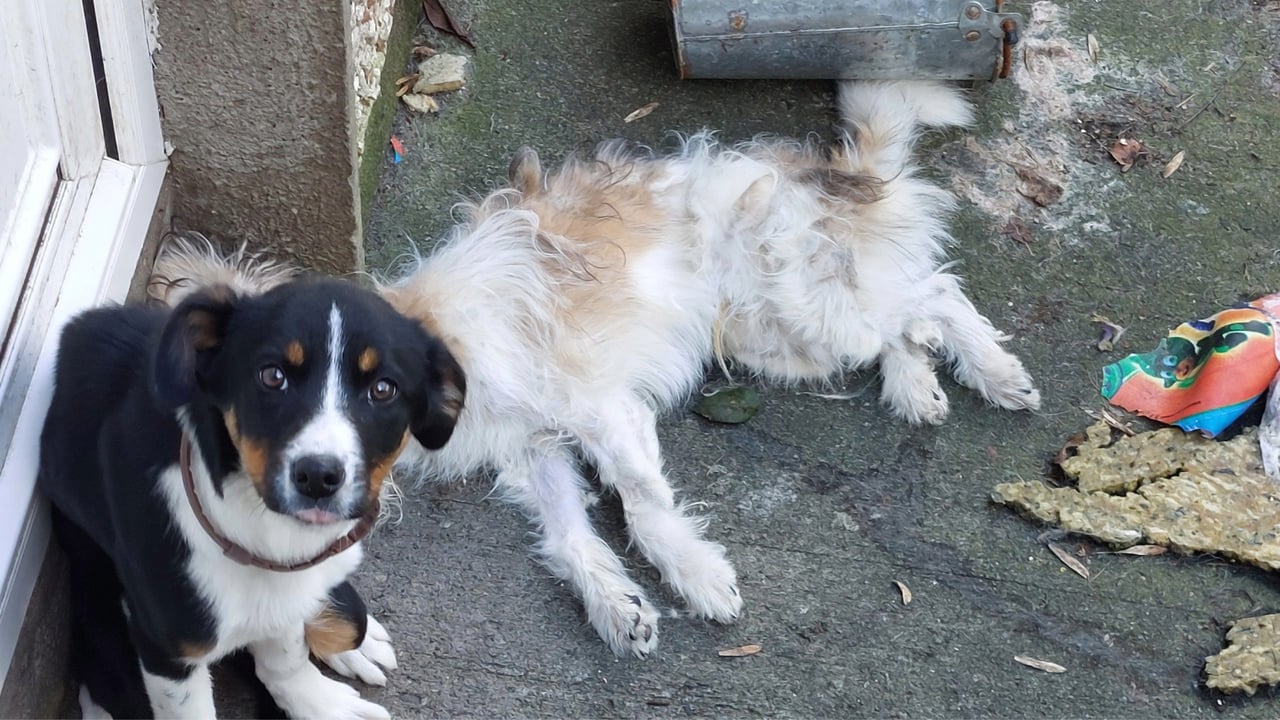 Source: ISPCA