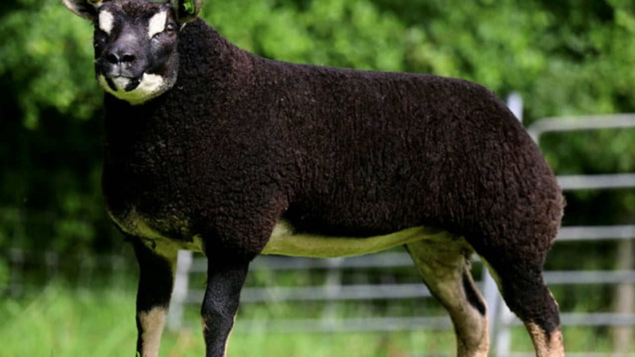Powerful Japan, a Badger Face Texel in the sale. Image source: MarteEye