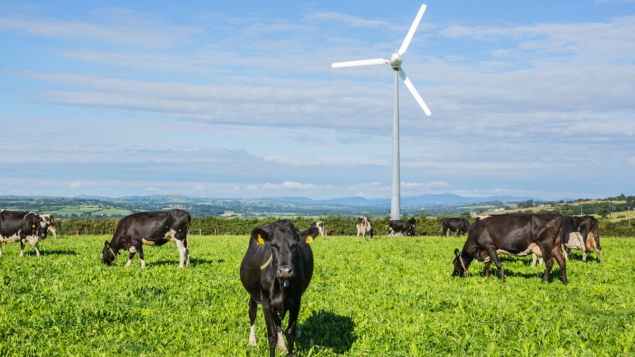 Cows on the Farm Zero C  research project which is a collaboration between Carbery and other partners Source: Carbery