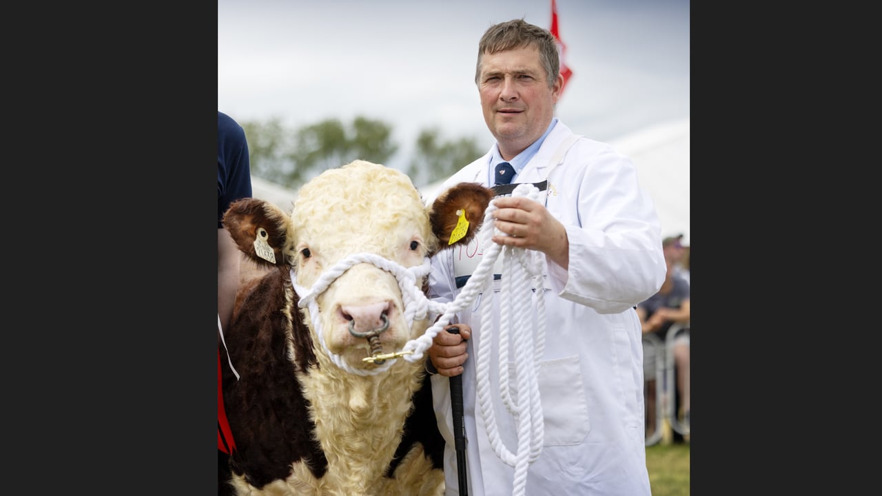 Nigel Heatrick pictured with Glaslough Buster HH at the 2024 National Hereford Show at Tullamore. Source: Irish Hereford Breed Society