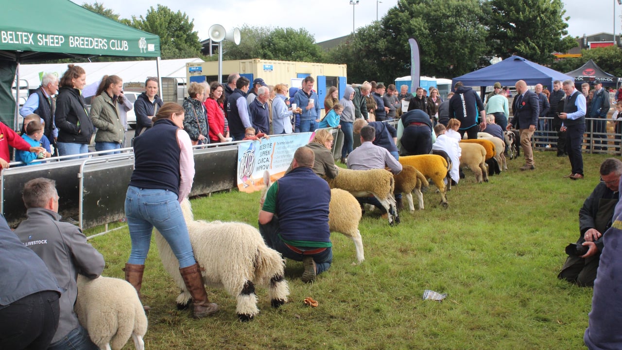 There was a tremendous entry of sheep at Omagh Show 2025