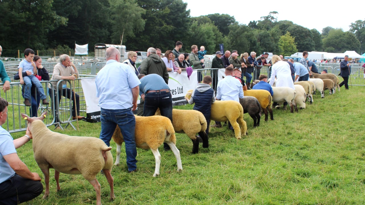 Elite Texel hogget secures Antrim Show’s sheep inter-breed title