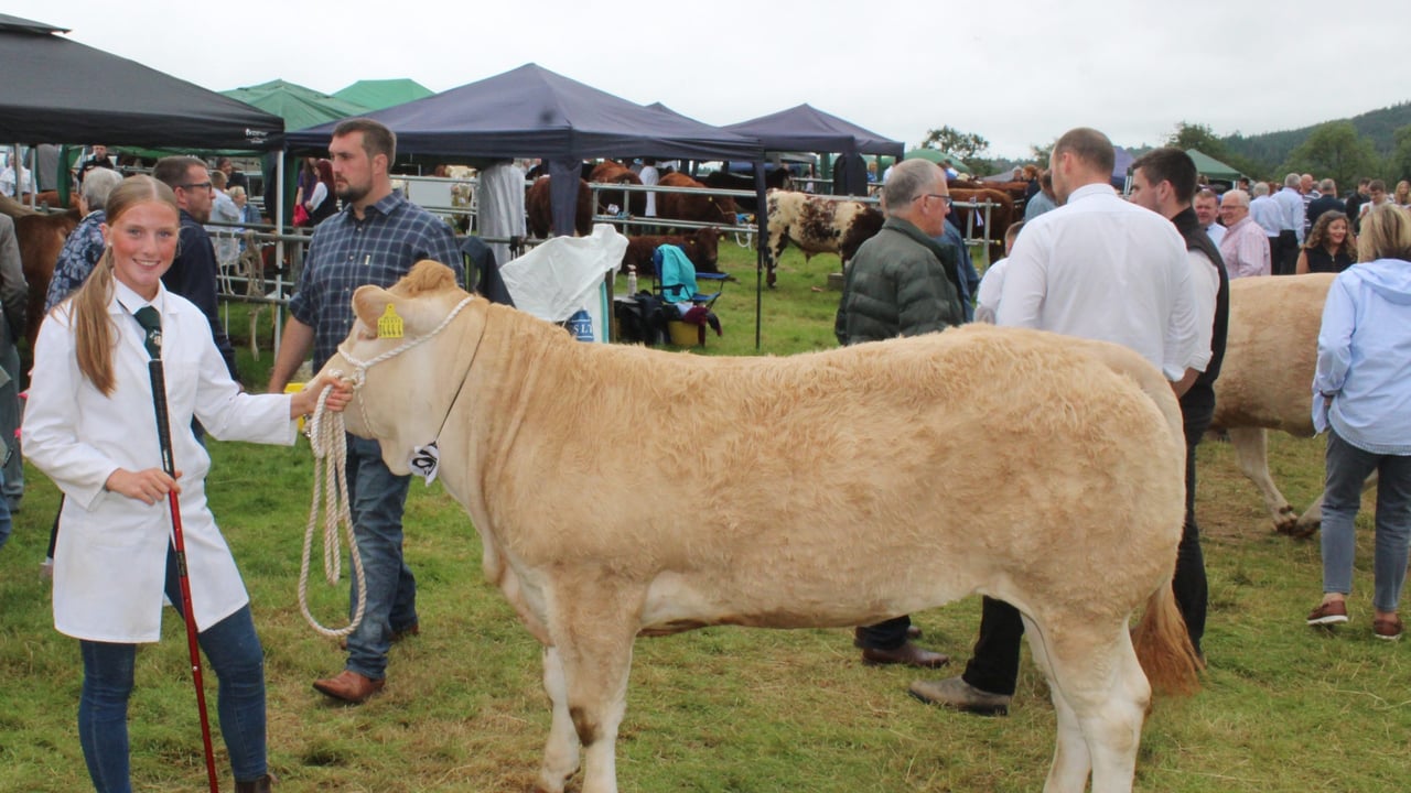 Ready for the competition ring at Clogher Valley Show 2025: Caitlin McGartland with her yearling Blonde heifer