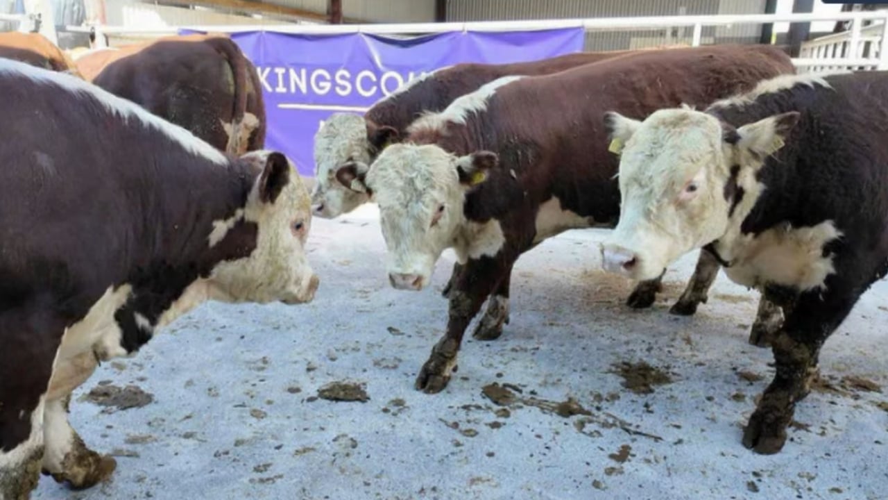 The Hereford-cross bulls weighed over 500kg and sold for €4.05/kg. Source: MartEye