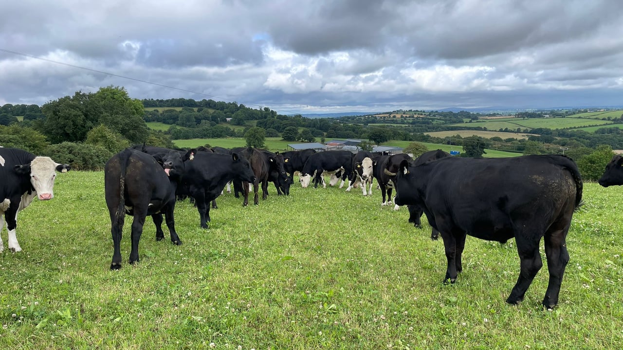 ABP Demo Farm: How are calves and cattle thriving?