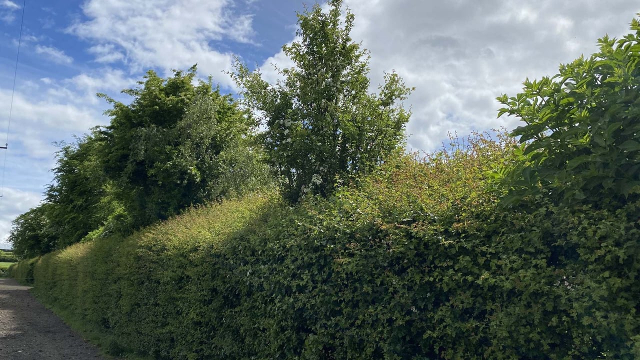 CAFRE reminder not to cut hedges or trees in closed period